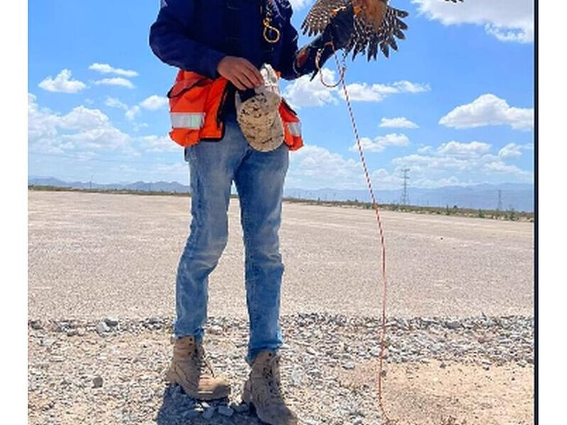 Reubicación de Palomas México