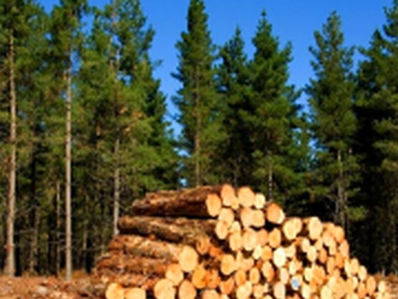 MADERA DE PINO NACIONAL MÉXICO