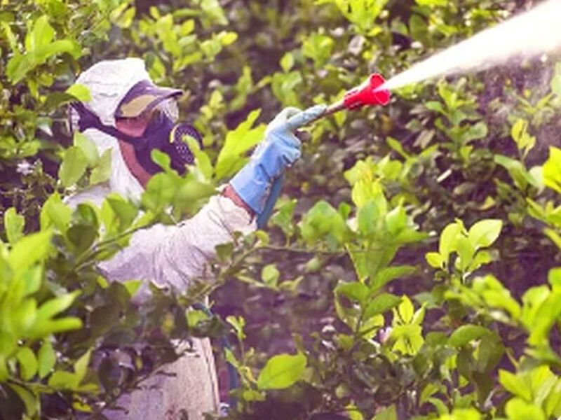 Fumigación de Pulgas México