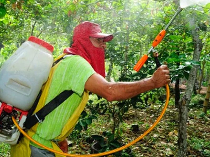 Control de Arañas México