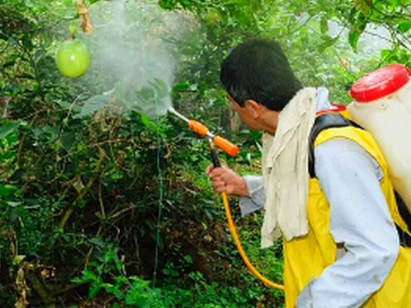 Fumigación de Cucarachas México