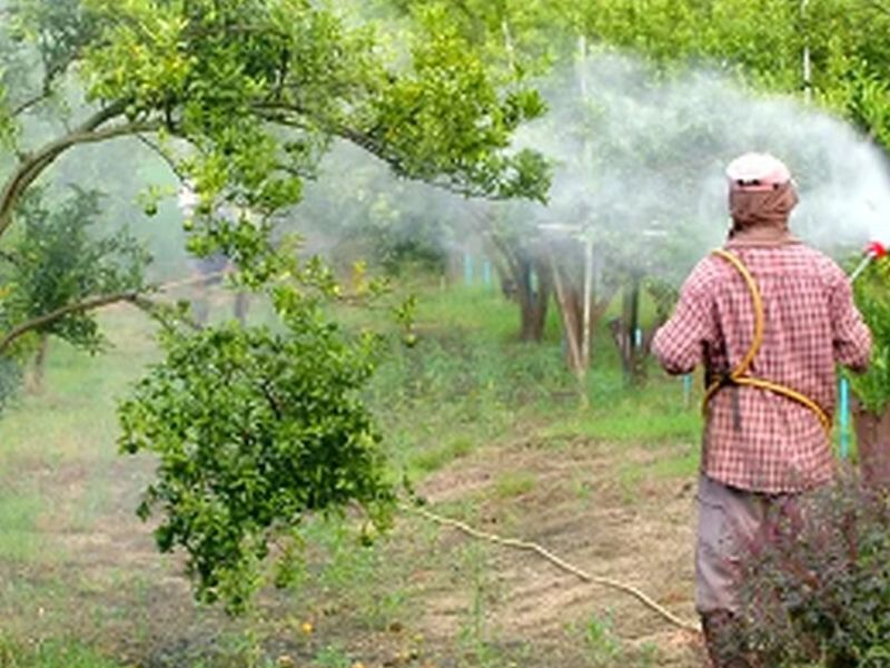 Fumigación de Mosquitos México