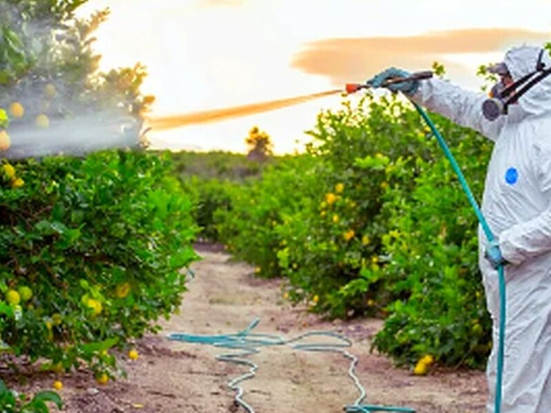 Fumigación de Cucarachas México