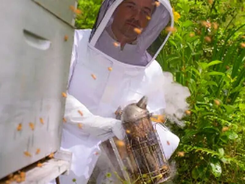 Fumigación de Alacranes México