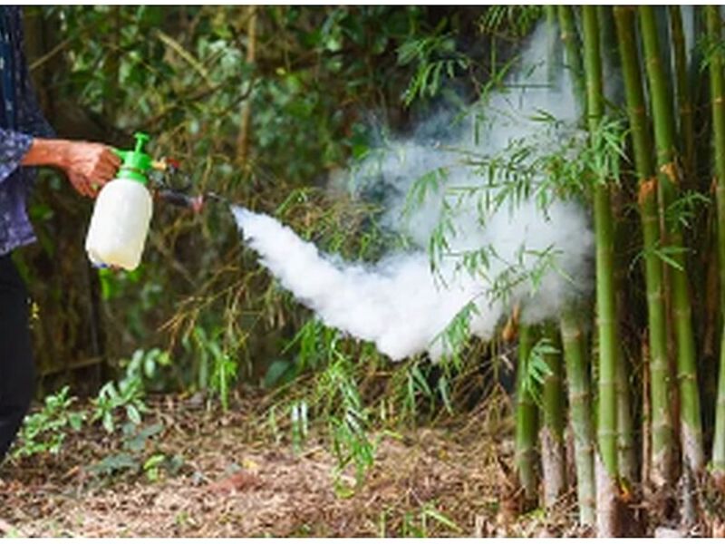Fumigación de Chinches México