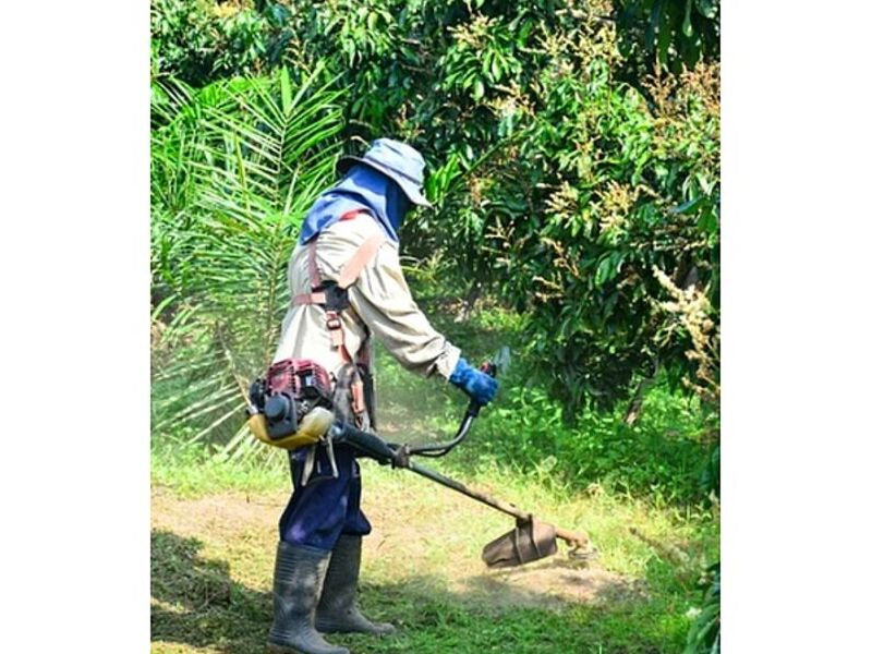 Fumigación de Roedores México
