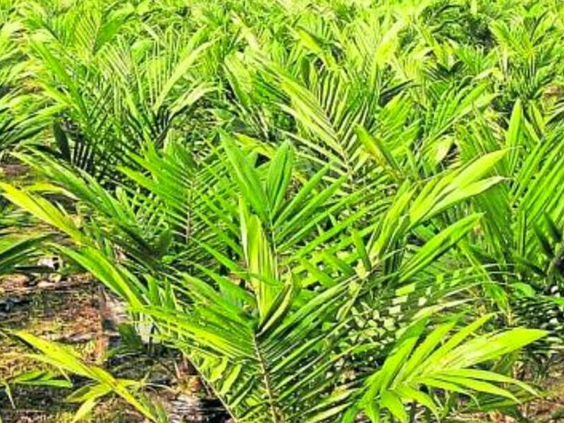 Plantas MEXICO