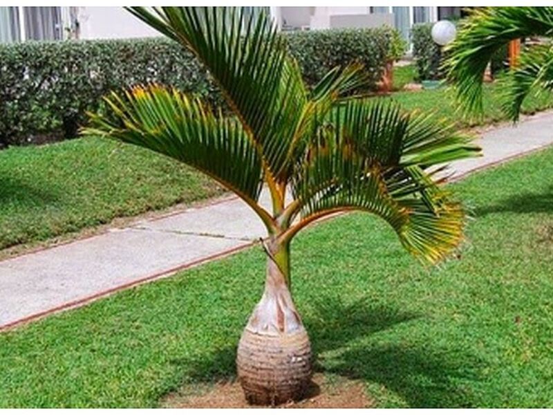 Plantas Ornamentales MEXICO