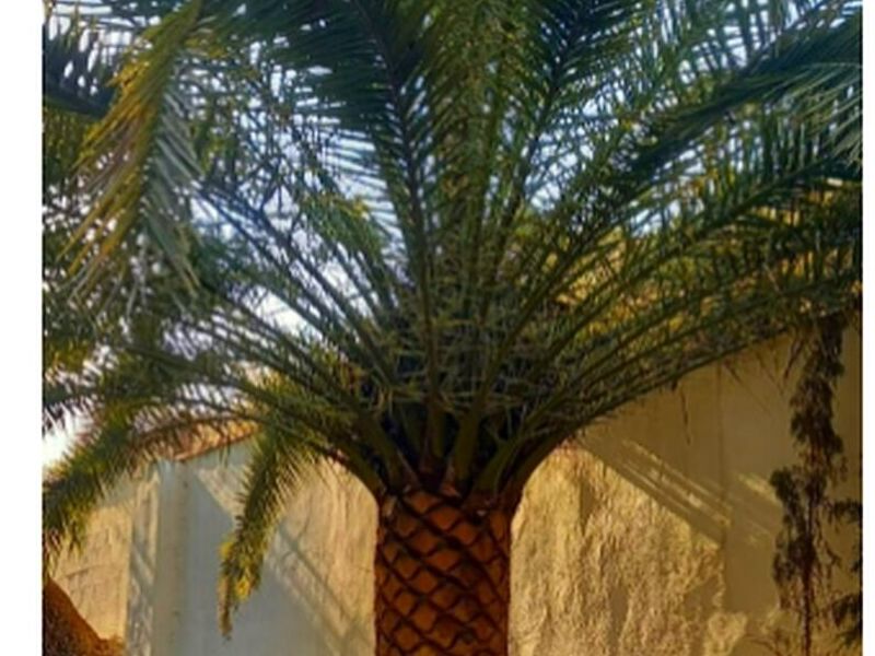 Cuidado de Palmera MÉXICO