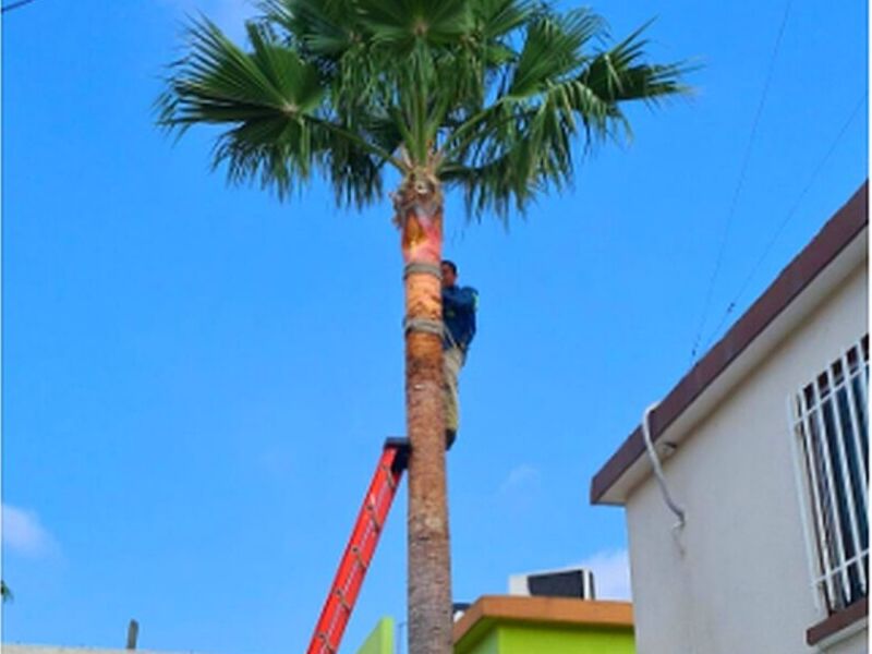 Poda de Palmera MÉXICO