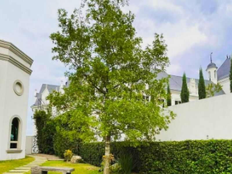 Transplante de Árbol México