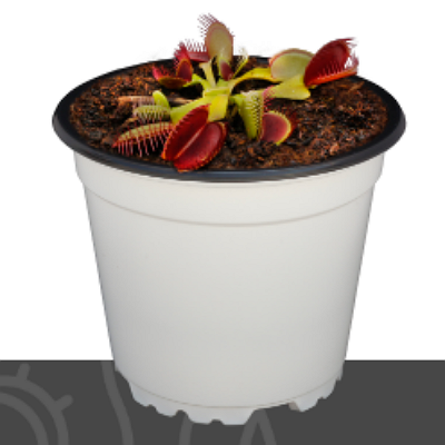 Dionaea Muscipula México