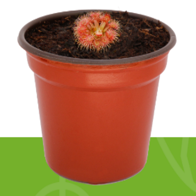 Drosera pygmaea México 