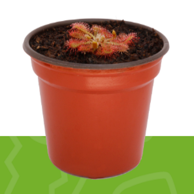 Drosera venusta  México 