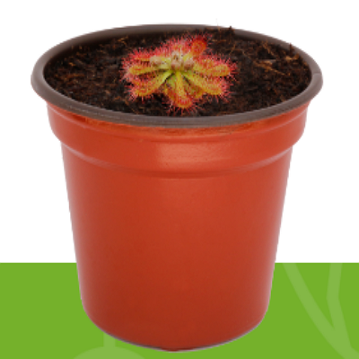 Drosera spatulata México
