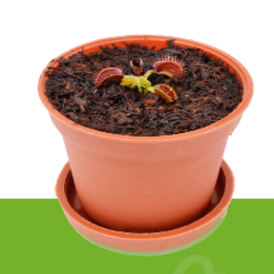 Dionaea Muscipula tipo 2 México