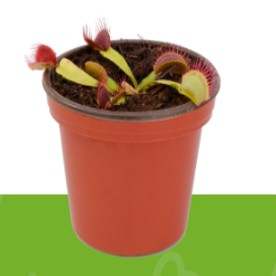 Dionaea Muscipula tipo 3 México