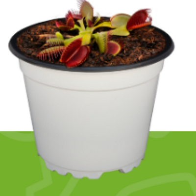 Dionaea Muscipula tipo 4 México