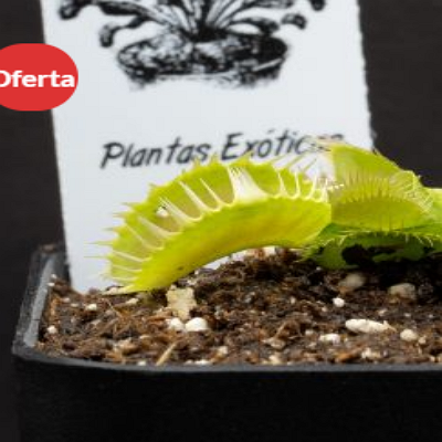Dionaea Louchapates México 