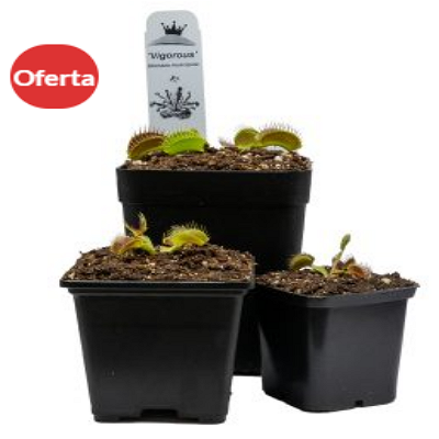 Dionaea Vigorous México