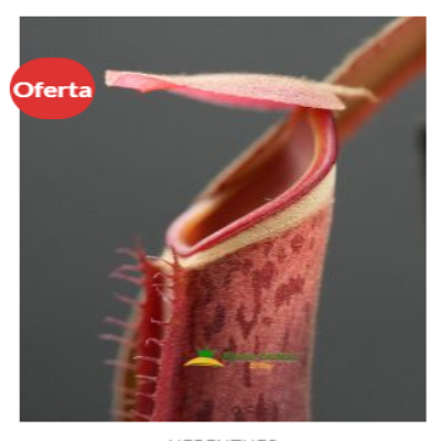 Nepenthes albomarginata red ‘A86’ México 