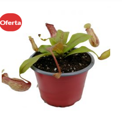 Nepenthes Gaya México 