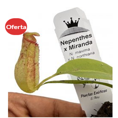 Nepenthes Miranda México 