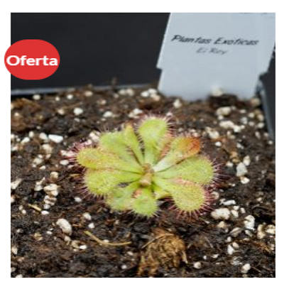 Drosera Spatulata 10 plantas México 