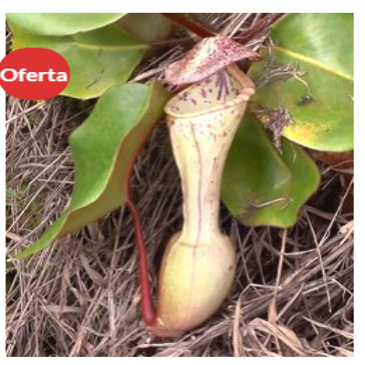 Nepenthes Clipeata México 