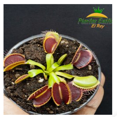Venus Atrapamoscas México 