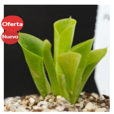 Heliamphora Heterodoxa x Minor México 