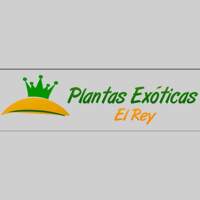Plantas Exóticas El Rey