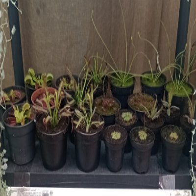 Drosera venusta  México 