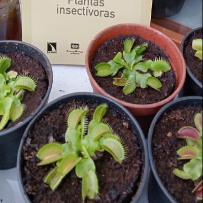 Plantas insectívoras México