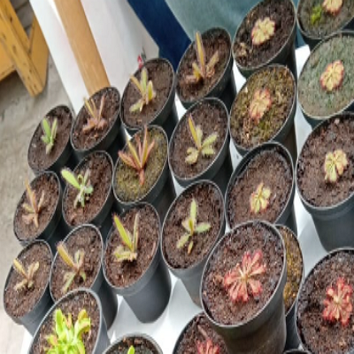 Dionaea Muscipula México