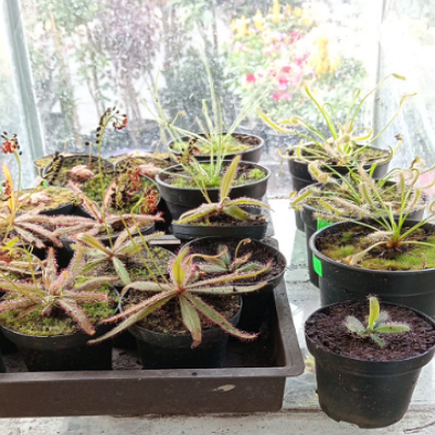 Drosera pygmea México 