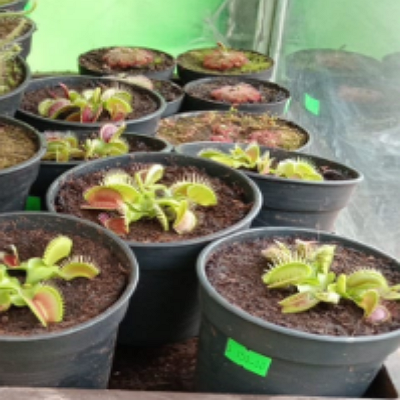 Dionaea pirahna México 