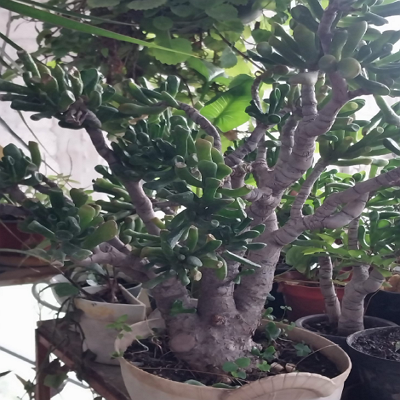 Árbol de jade México 