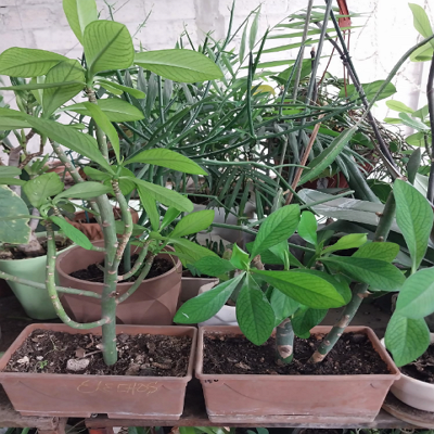 Cubano Lechero México 