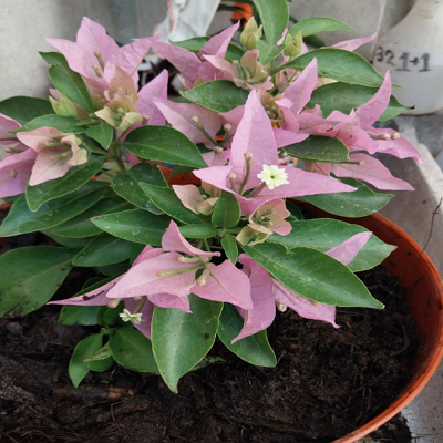 Bougambilia mariposa morada México 