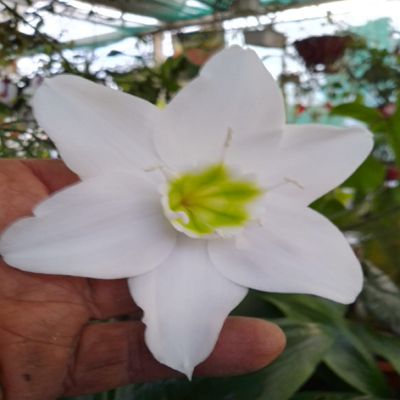 Flor de Eucharis México 