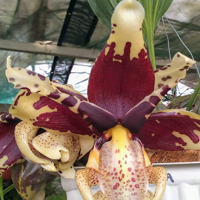 Orquídea vaquita México 