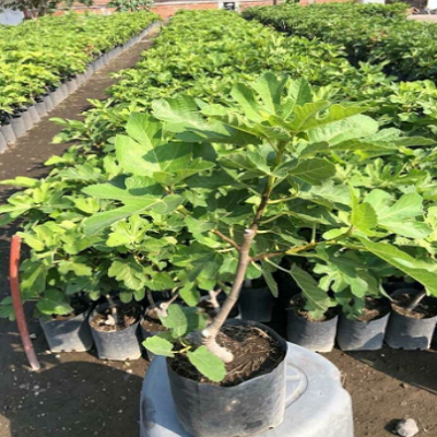 Planta HIGO México 
