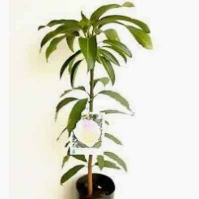 Plantas mango México