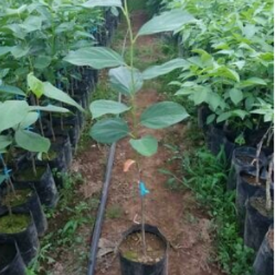 Plantas persimo México