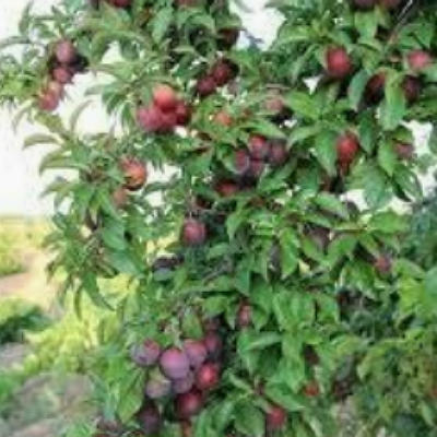 Plantas ciruela México