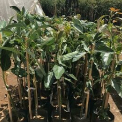 Planta de Agucate México 