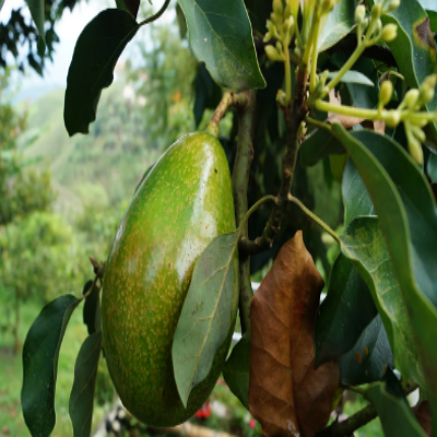 Aguacate Criollo México 