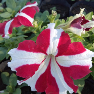 Petunia México 