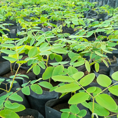 Planta de palo México 